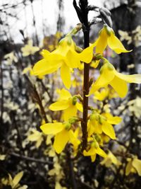 Close-up of yellow daffodil flowers