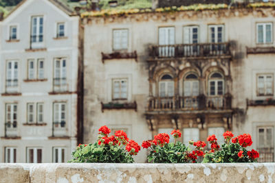 Decorative city flowers on background of historical buildings