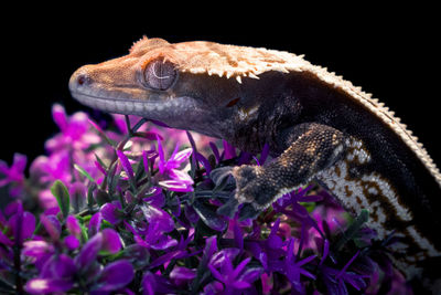 Close-up of lizard