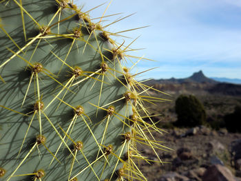 Close-up of prickly pear cactus