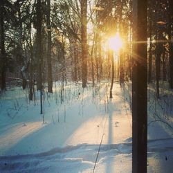 Sun shining through trees