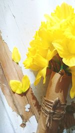 Close-up of yellow flower