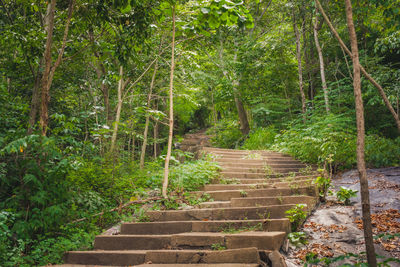 Steps amidst trees in forest