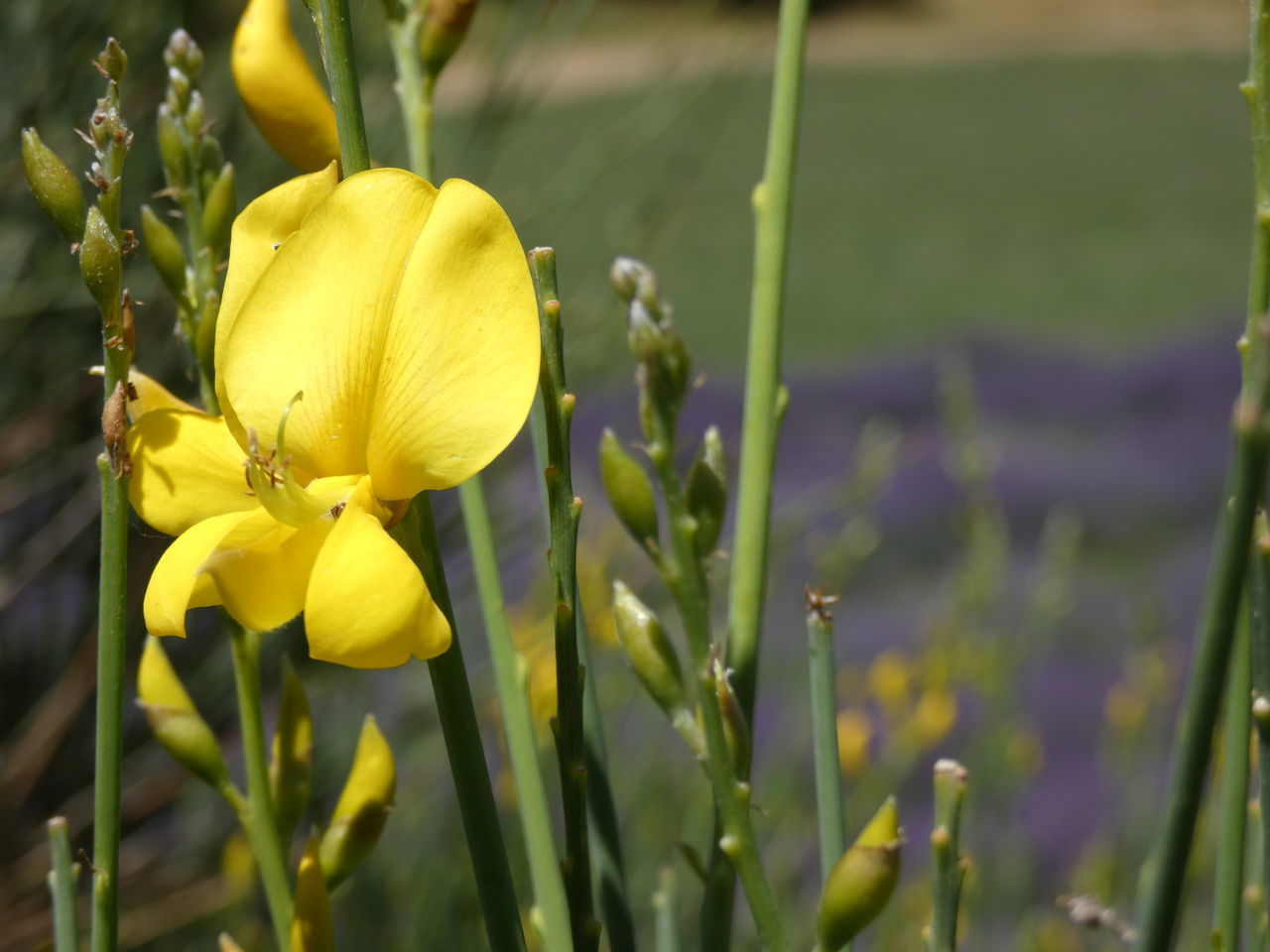 CLOSE-UP OF YELLOW FLOWERING PLANT ON LAND