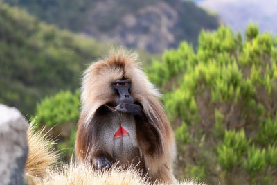 Monkey sitting on a tree