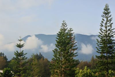 Panoramic view of pine trees in forest against sky