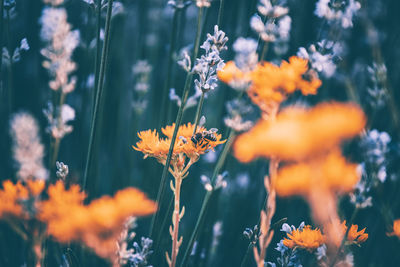 Close-up of orange flowering plant