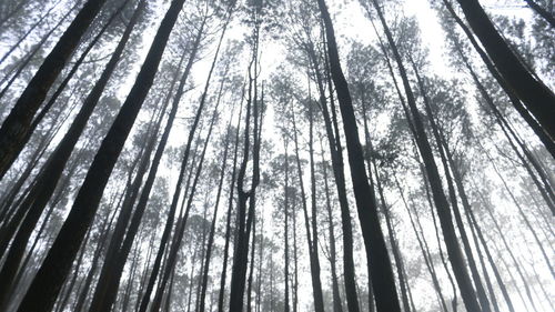 Low angle view of trees in forest against sky