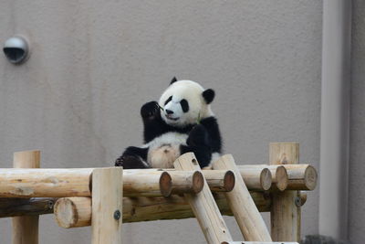 Monkey sitting on wood in zoo