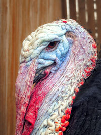 Close-up of turkey