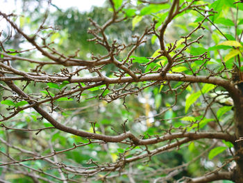 Low angle view of plant growing on tree