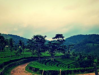 Scenic view of agricultural field against sky