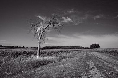 Road passing through field