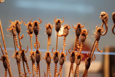 Close-up of cooked scorpions for sale at market stall