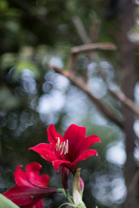 Close-up of red flowers blooming outdoors