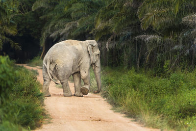Elephant walking in a road