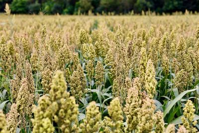 View of flowering plants growing on field