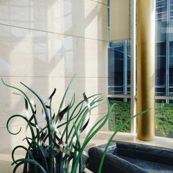 Plants against wall