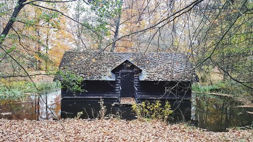 Plants growing on abandoned house in forest