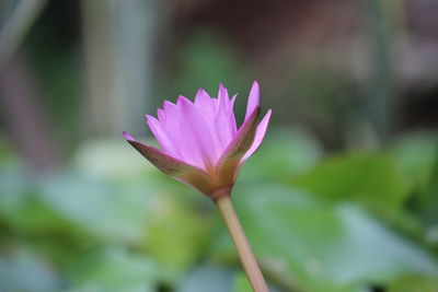 Close-up of pink lotus water lily