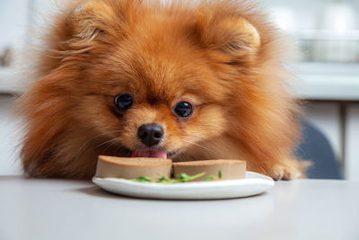 Spitz dog eats liver pate sausage from plate on kitchen table, selective focus