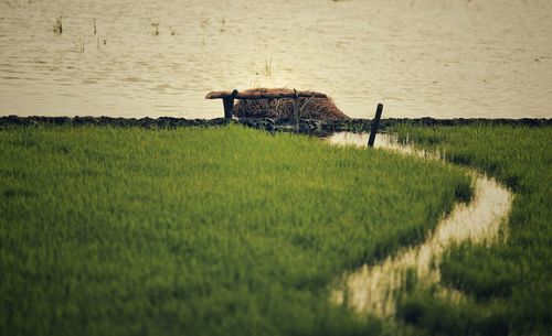 Scenic view of agricultural field