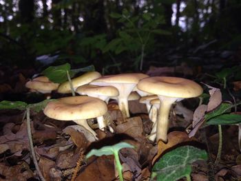 Mushrooms growing in forest