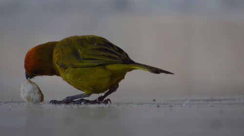 Close-up of bird perching on a snow