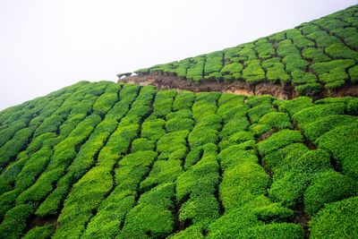 Scenic view of tea plantation against clear sky