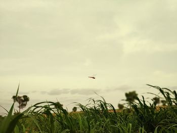 Bird flying in sky