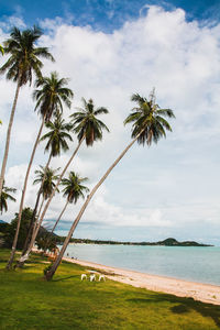 Palm trees on beach against sky