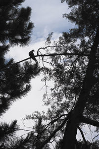 Low angle view of silhouette bird on branch against sky