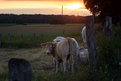 Cows grazing in field during sunset