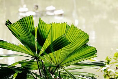 Close-up of palm leaf