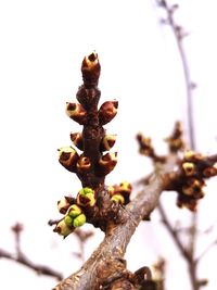 Low angle view of flower tree against clear sky