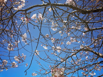 Low angle view of cherry blossoms against blue sky