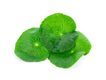 Close-up of green leaf against white background