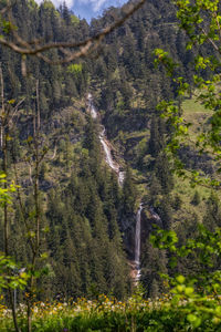 Pine trees in forest