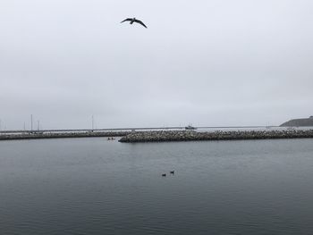 Seagulls flying over sea against sky