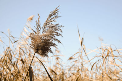 Close-up of stalks in field against clear sky