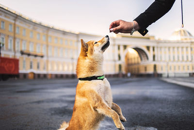 Unrecognizable owner giving snack to shiba inu sitting on wet asphalt on square outside 