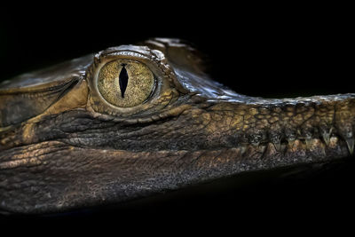 Close-up of a sinyulong crocodile over black background