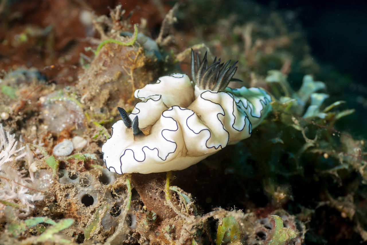 CLOSE-UP OF CORAL UNDERWATER