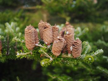 Close-up of tree against blurred background