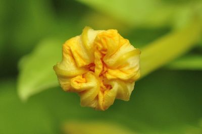 Close-up of yellow flower blooming outdoors