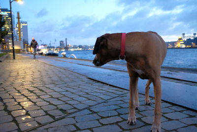 Dog in city against sky