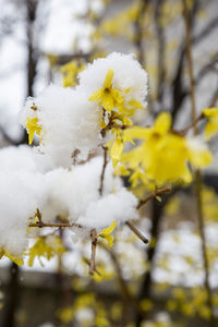 Close-up of yellow cherry blossom during winter