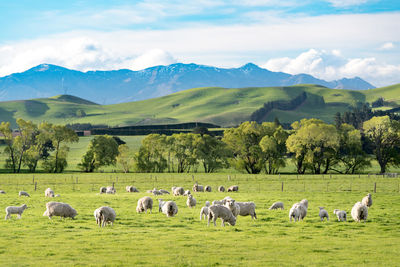 Horses in a field