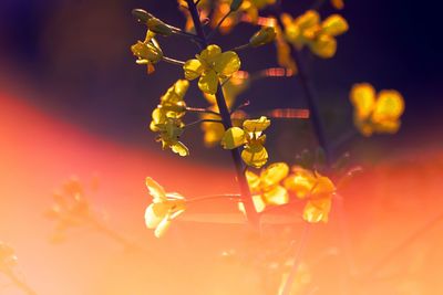Close-up of yellow flowering plant against orange sky