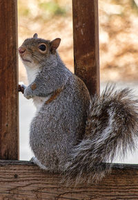 Close-up of squirrel